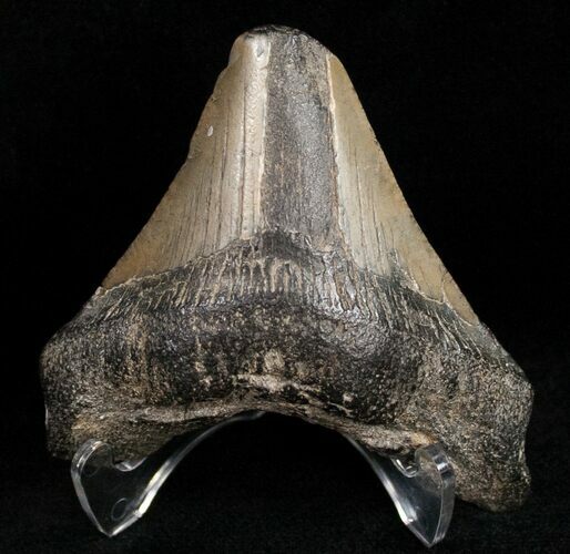 Bargain Posterior Megalodon Tooth #11949